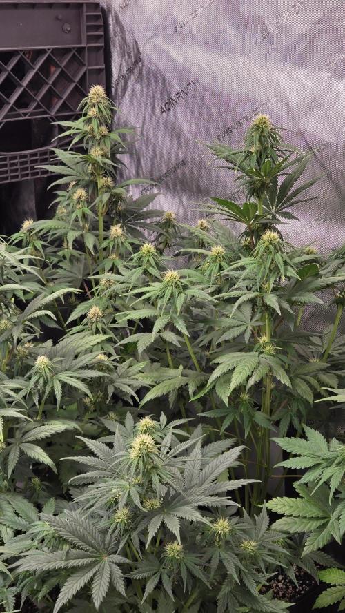 FrostBangerAuto. Week 4