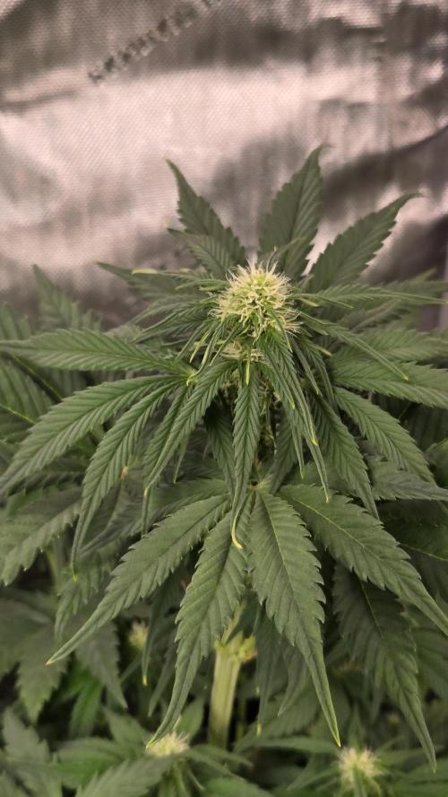 FrostBangerAuto. Week 4