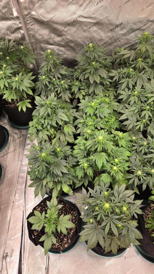 SuperBoofAuto. Week 4