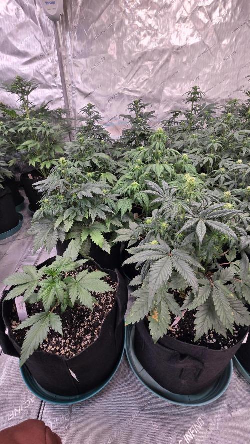 SuperBoofAuto. Week 4