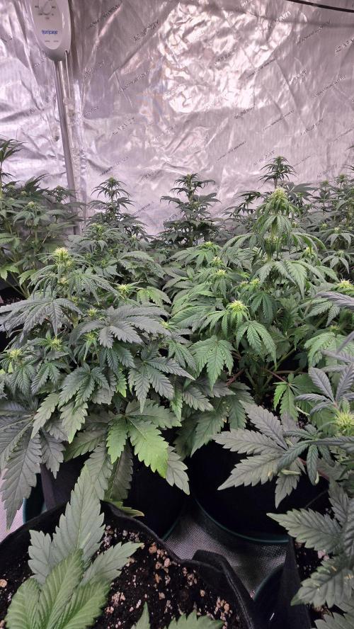 SuperBoofAuto. Week 4