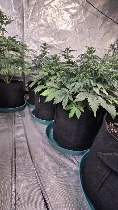 SuperBoofAuto. Week 4