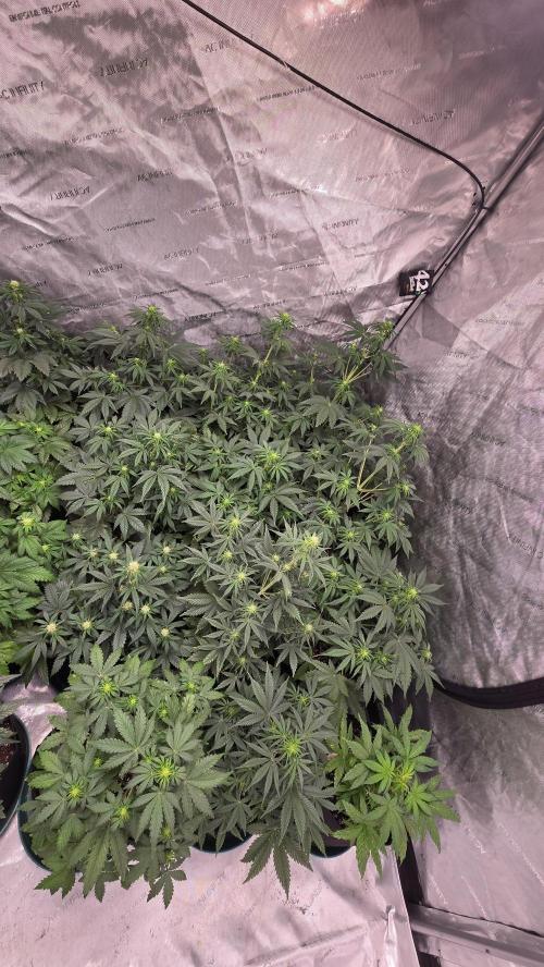 AppleStrudelAuto. Week 4