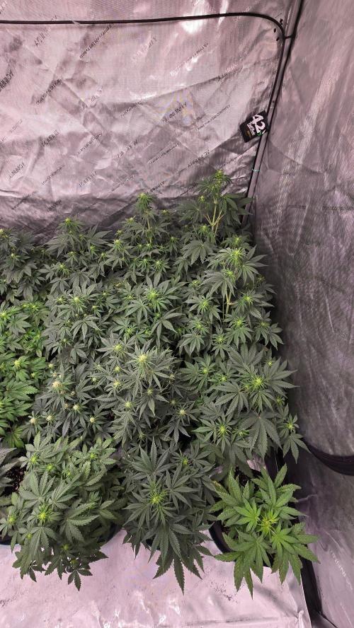 AppleStrudelAuto. Week 4