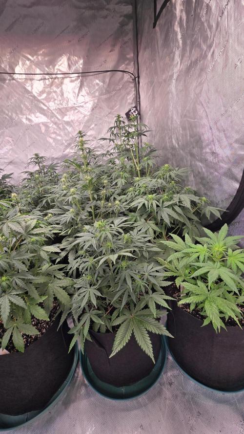 AppleStrudelAuto. Week 4