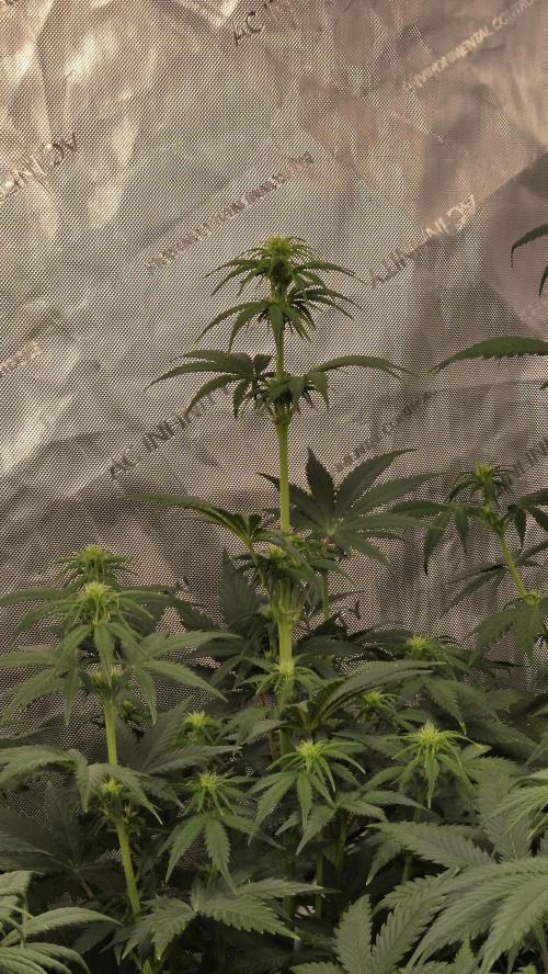 AppleStrudelAuto. Week 4