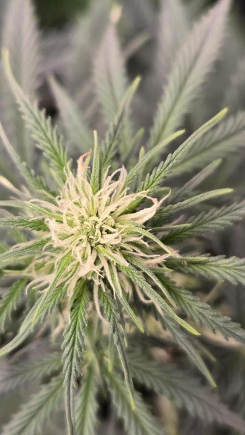 AppleStrudelAuto. Week 4