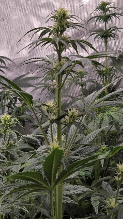 AppleStrudelAuto. Week 4