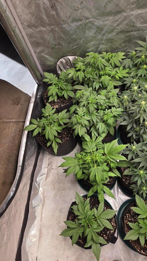 Banana Purple Punch Auto (RF3). Week 3