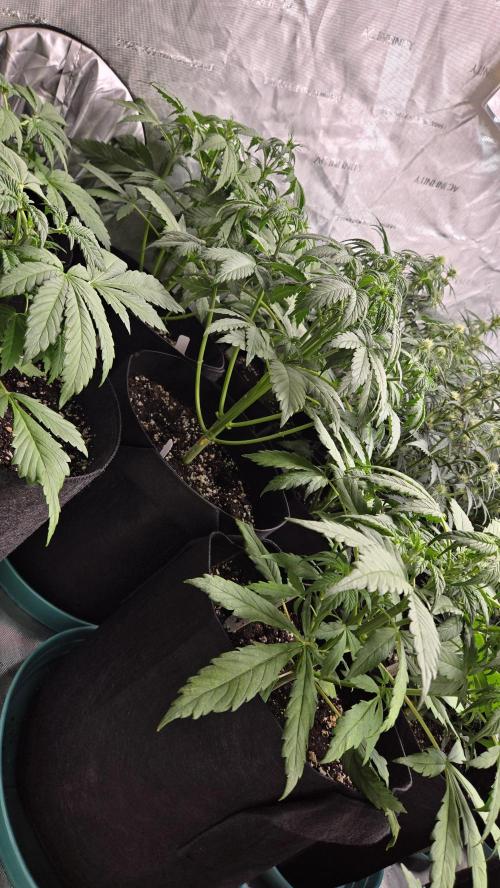 Banana Purple Punch Auto (RF3). Week 3