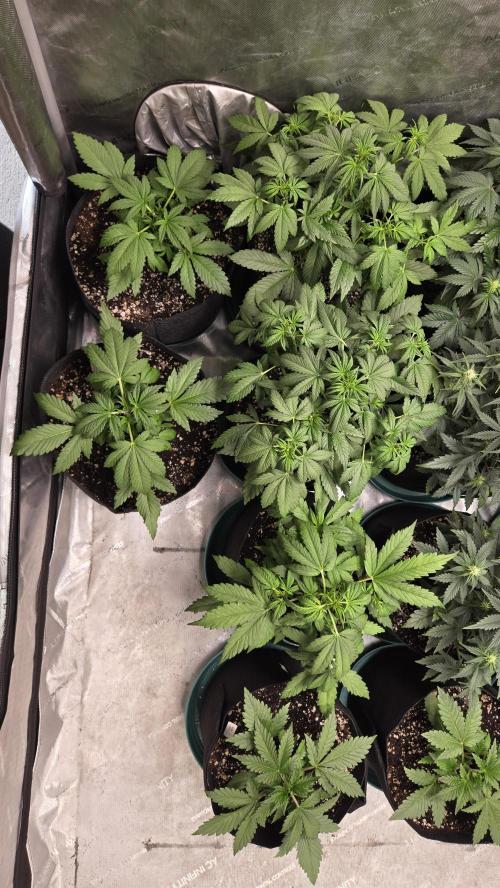 Banana Purple Punch Auto (RF3). Week 3