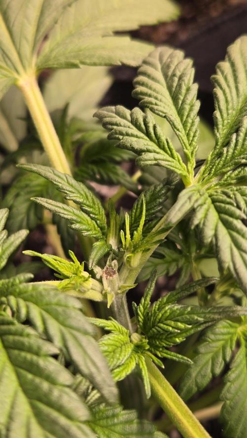 Banana Purple Punch Auto (RF3). Week 3