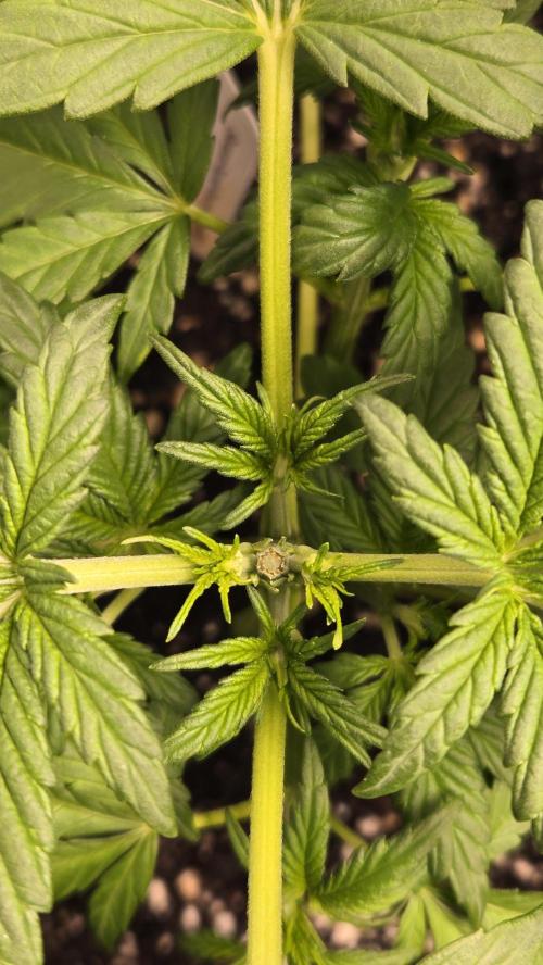 Banana Purple Punch Auto (RF3). Week 3