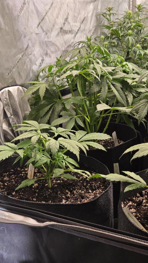 Banana Purple Punch Auto (RF3). Week 3