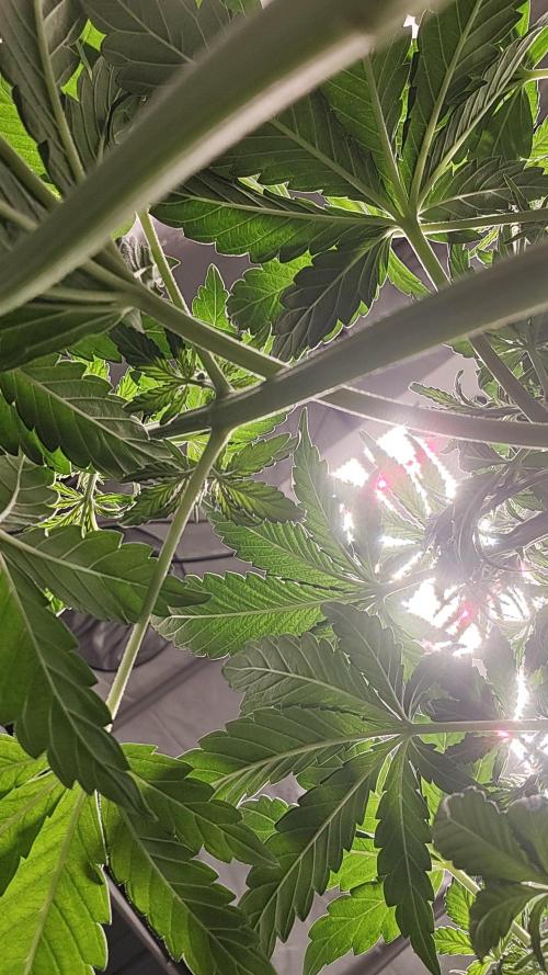 Banana Purple Punch Auto (RF3). Week 3