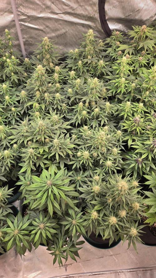 PapayaCookiesAuto. Week 5