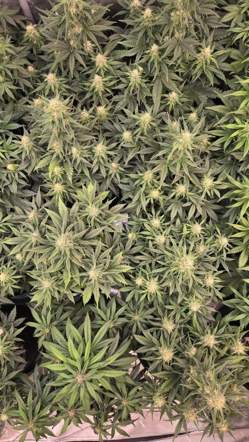 PapayaCookiesAuto. Week 5