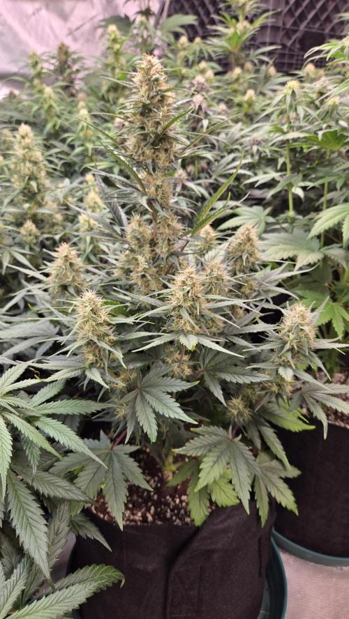 PapayaCookiesAuto. Week 5