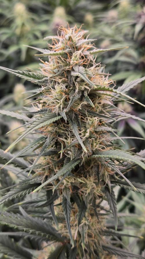 PapayaCookiesAuto. Week 5