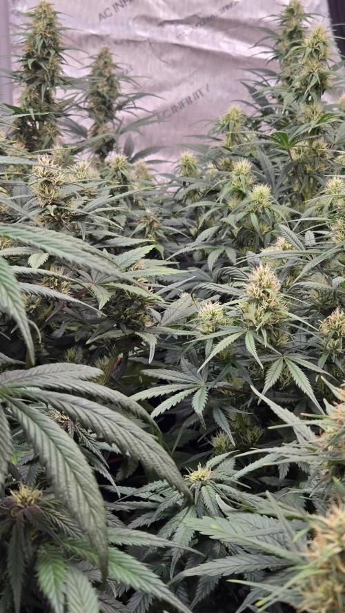 PapayaCookiesAuto. Week 5