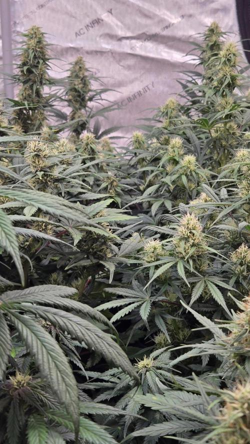 PapayaCookiesAuto. Week 5