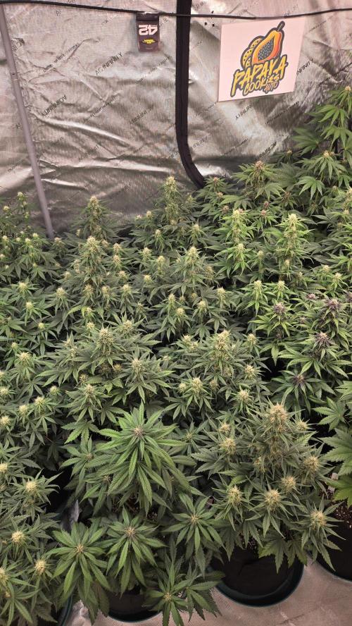 PapayaCookiesAuto. Week 5