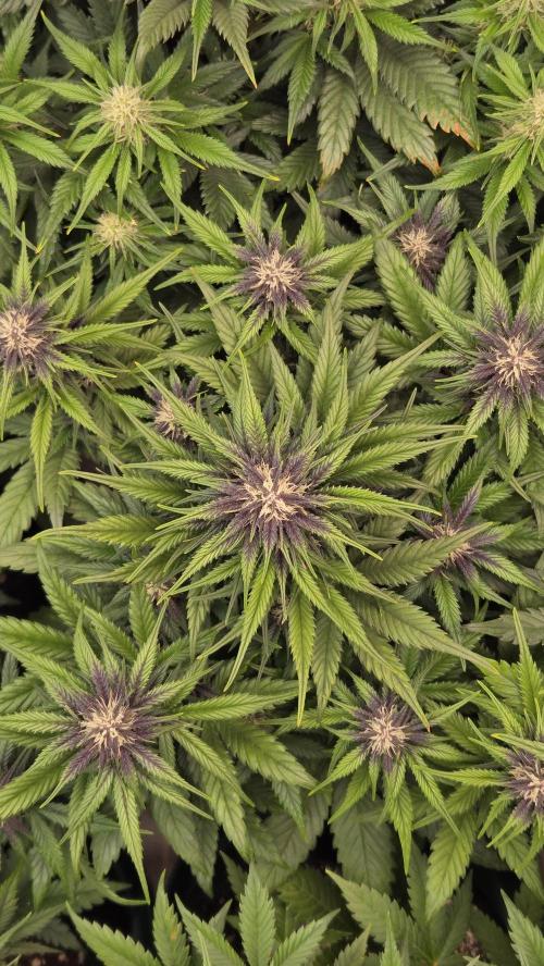 FrostBangerAuto. Week 5