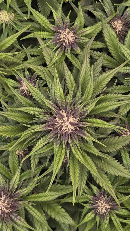 FrostBangerAuto. Week 5