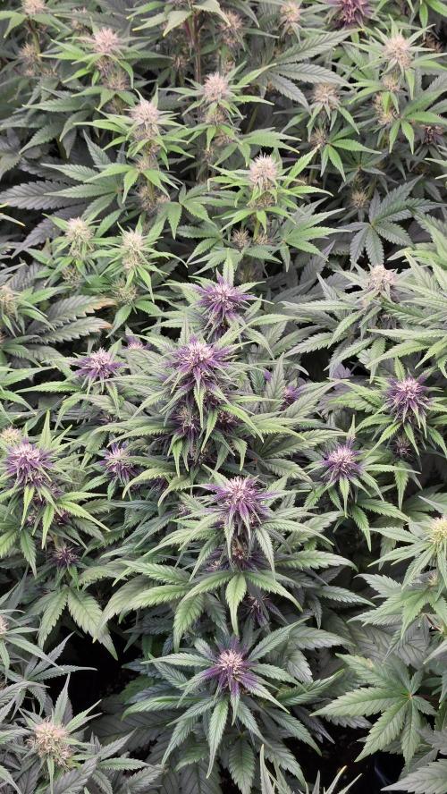 FrostBangerAuto. Week 5