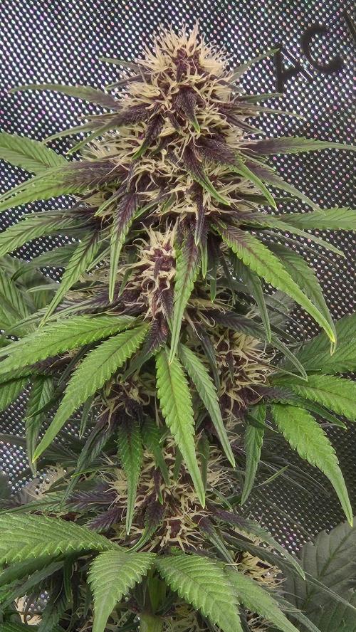 FrostBangerAuto. Week 5