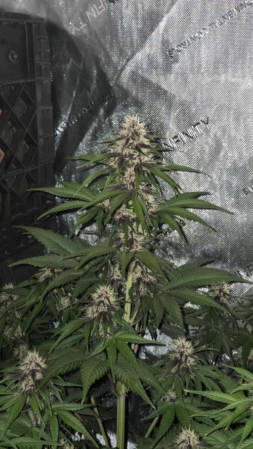FrostBangerAuto. Week 5
