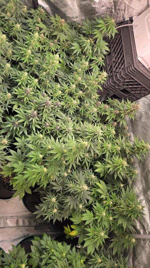 FrostBangerAuto. Week 5