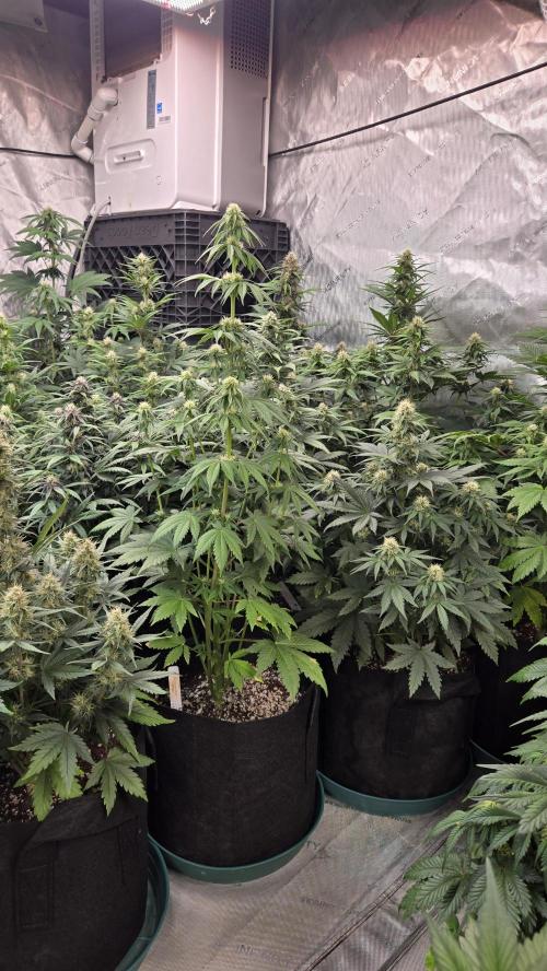 FrostBangerAuto. Week 5