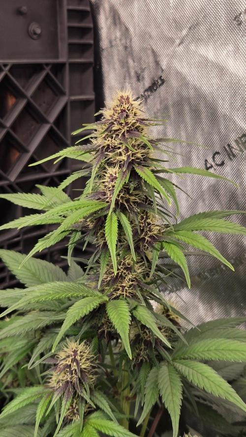 FrostBangerAuto. Week 5