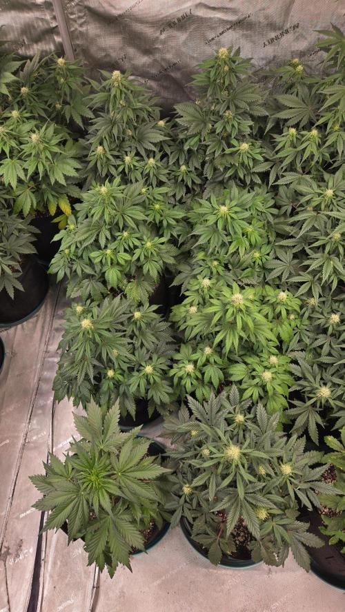 SuperBoofAuto. Week 5