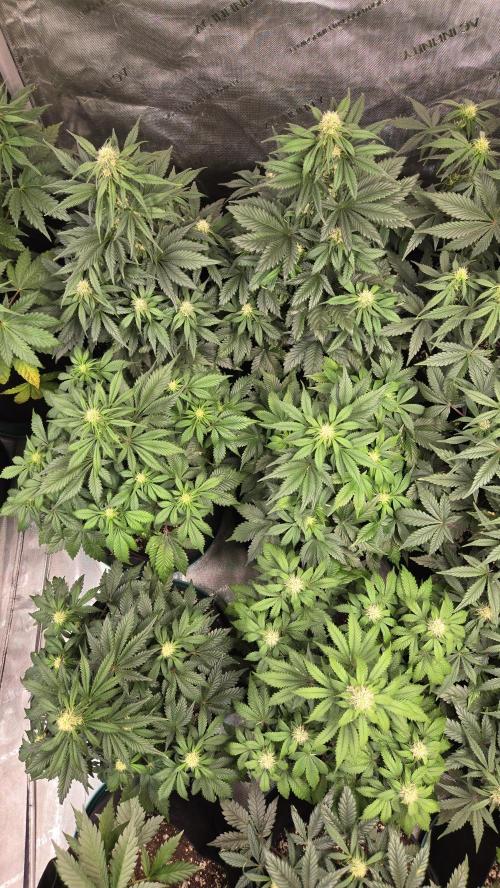 SuperBoofAuto. Week 5