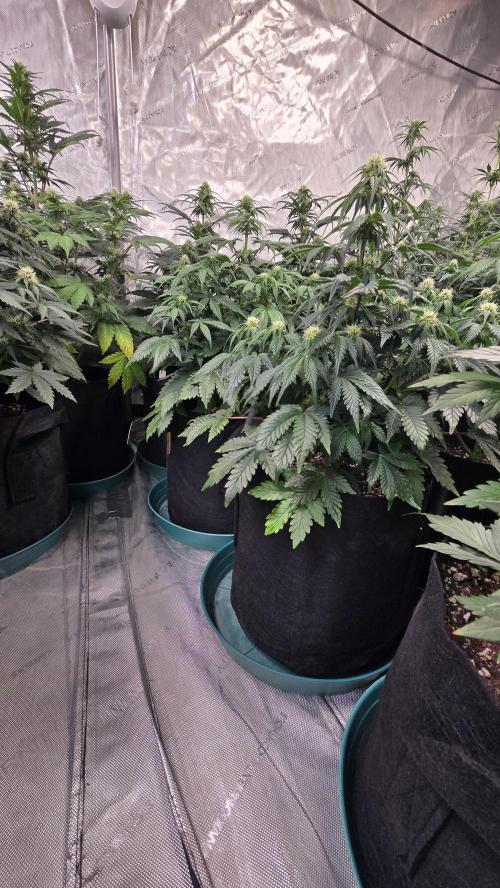 SuperBoofAuto. Week 5