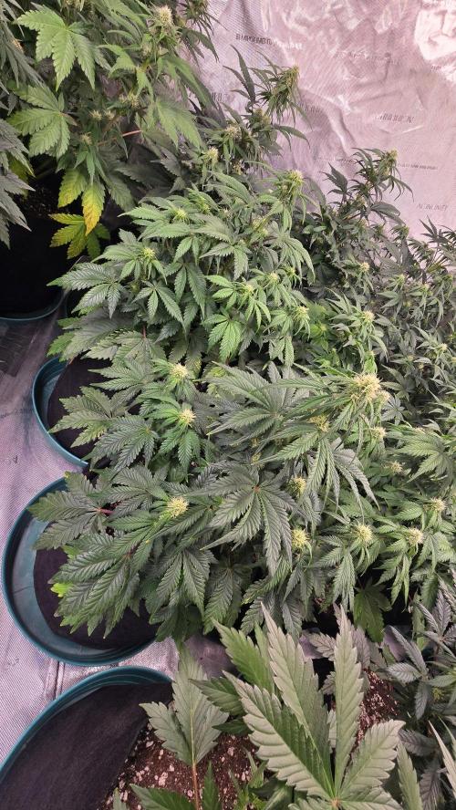 SuperBoofAuto. Week 5