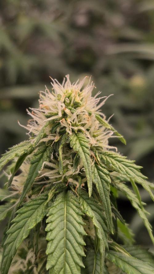 SuperBoofAuto. Week 5