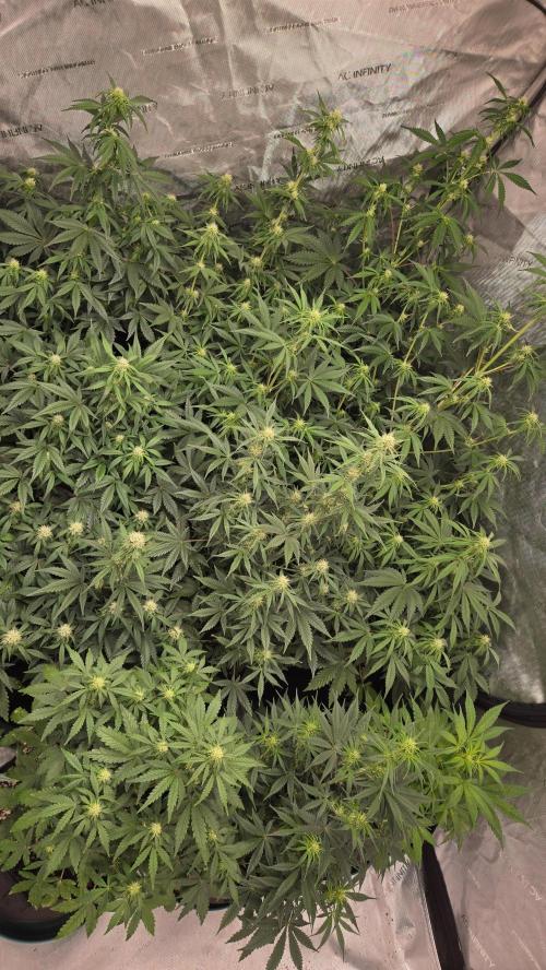 AppleStrudelAuto. Week 5