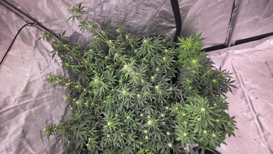 AppleStrudelAuto. Week 5