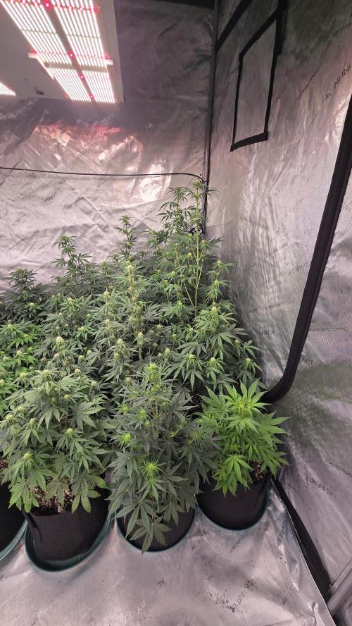 AppleStrudelAuto. Week 5