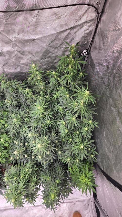 AppleStrudelAuto. Week 5