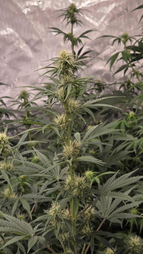 AppleStrudelAuto. Week 5