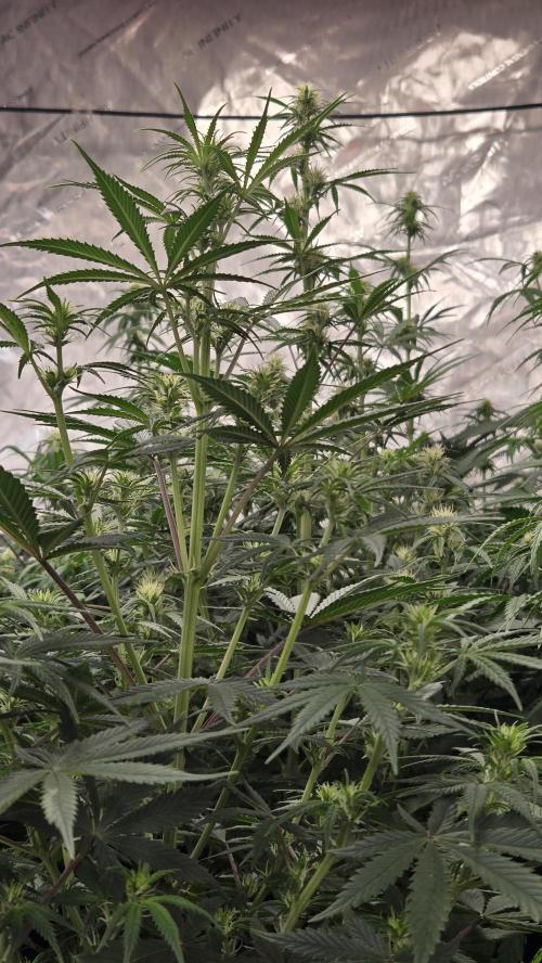 AppleStrudelAuto. Week 5