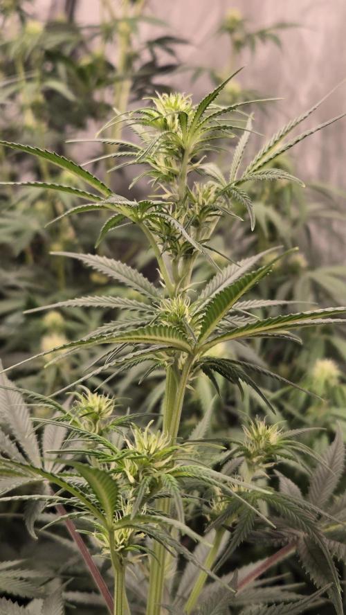 AppleStrudelAuto. Week 5