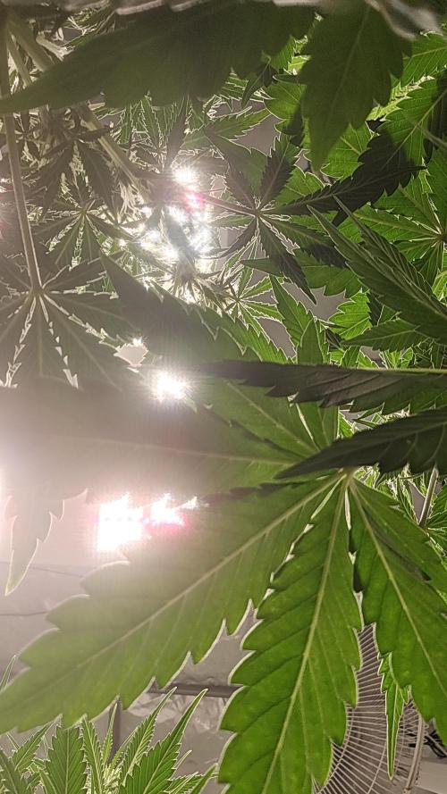 AppleStrudelAuto. Week 5