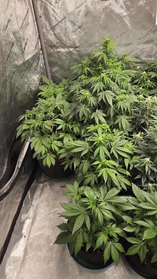 Banana Purple Punch Auto (RF3). Week 4