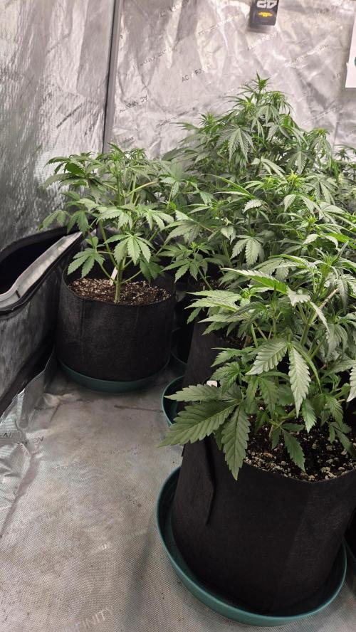 Banana Purple Punch Auto (RF3). Week 4