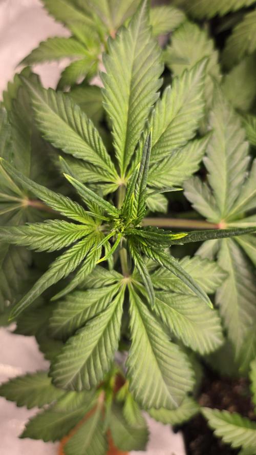 Banana Purple Punch Auto (RF3). Week 4